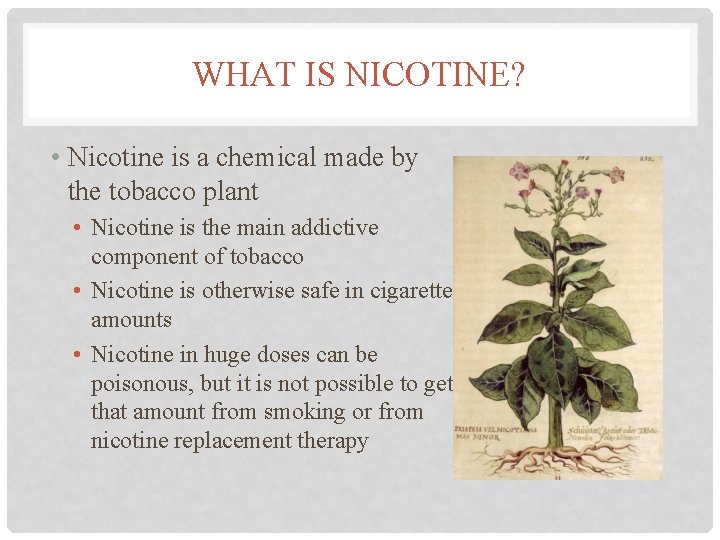 WHAT IS NICOTINE? • Nicotine is a chemical made by the tobacco plant •