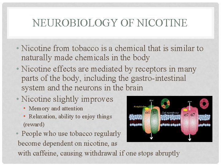 NEUROBIOLOGY OF NICOTINE • Nicotine from tobacco is a chemical that is similar to