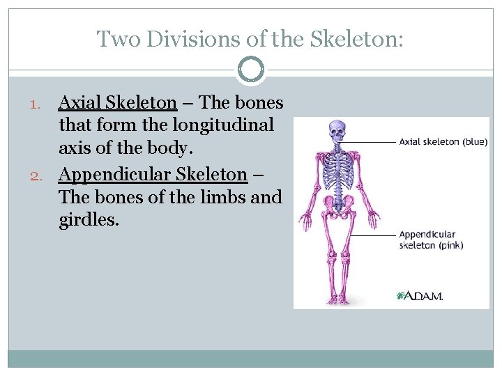 The Skeletal System Chapter 5 Part 1 Two