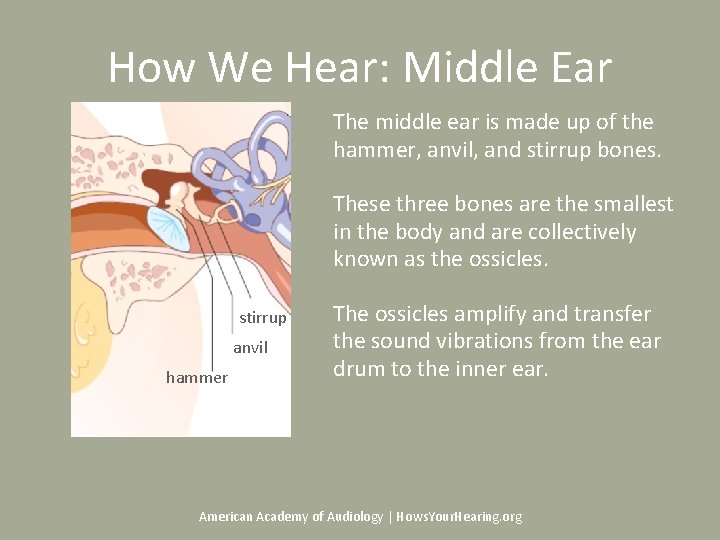 How We Hear: Middle Ear The middle ear is made up of the hammer,