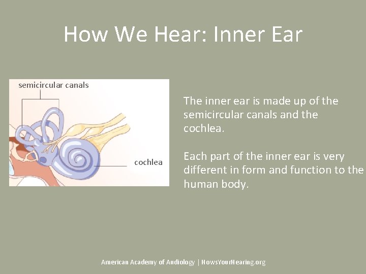 How We Hear: Inner Ear semicircular canals The inner ear is made up of