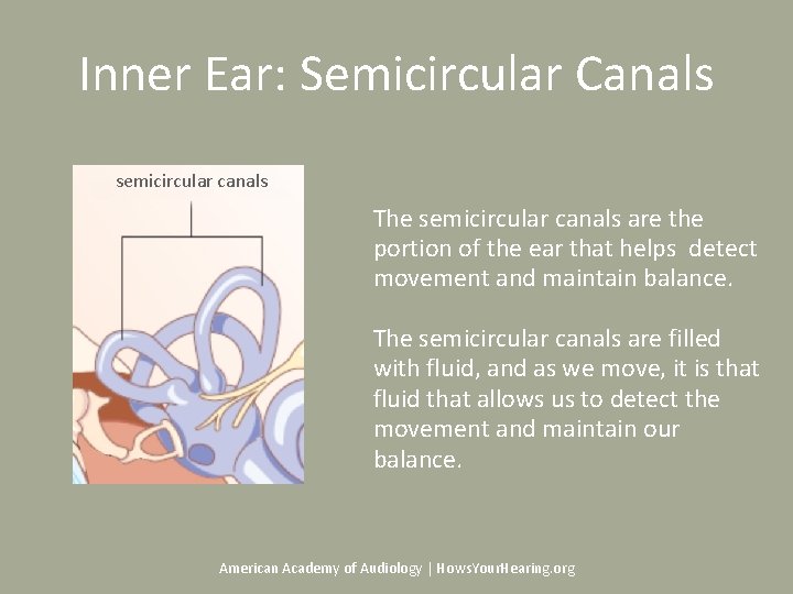 Inner Ear: Semicircular Canals semicircular canals The semicircular canals are the portion of the