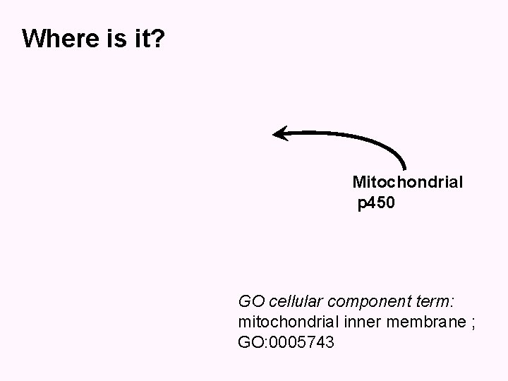 Where is it? Mitochondrial p 450 GO cellular component term: mitochondrial inner membrane ;