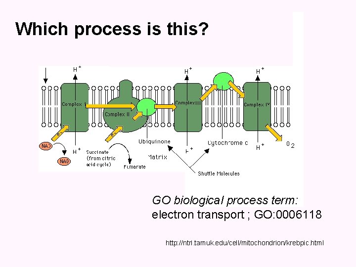 Which process is this? GO biological process term: electron transport ; GO: 0006118 http: