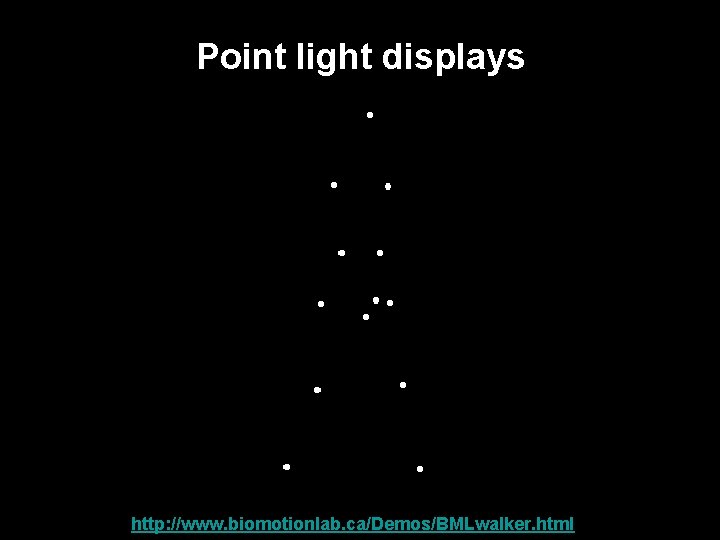 Point light displays Link: http: //www. biomotionlab. ca/Demos/BMLwalker. html 