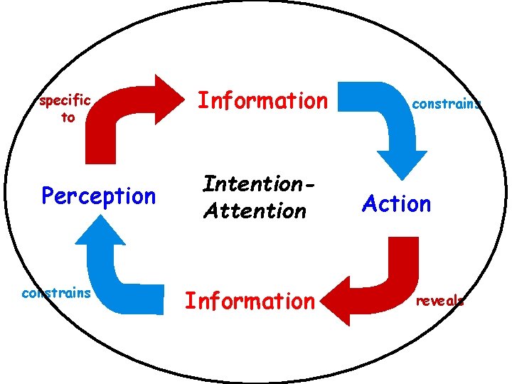 PERCEPTION-ACTION CYCLE specific to Perception constrains Information Intention. Attention Information constrains Action reveals 