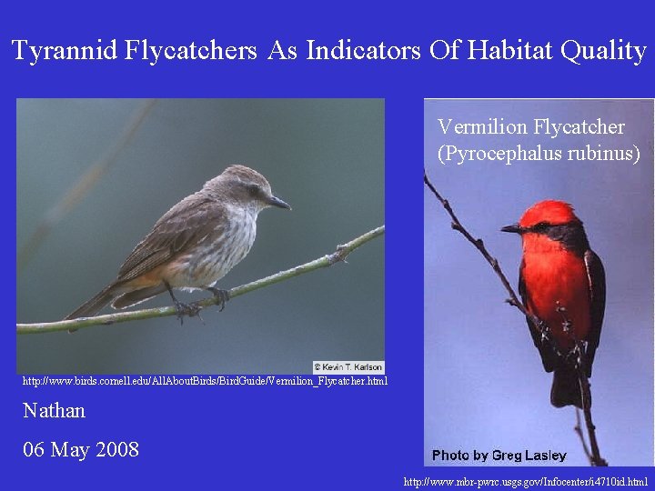 Tyrannid Flycatchers As Indicators Of Habitat Quality Vermilion Flycatcher (Pyrocephalus rubinus) http: //www. birds.