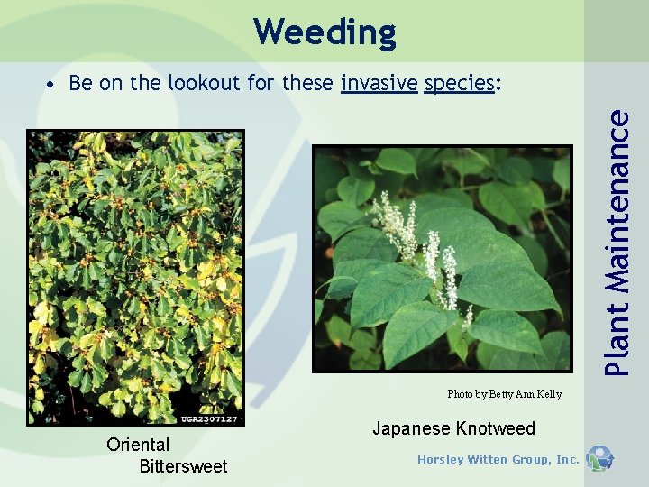 Weeding Plant Maintenance • Be on the lookout for these invasive species: Photo by Weeding Plant Maintenance • Be on the lookout for these invasive species: Photo by