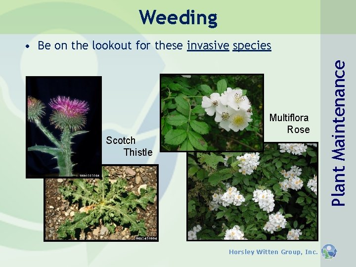 Weeding Scotch Thistle Multiflora Rose Horsley Witten Group, Inc. Plant Maintenance • Be on Weeding Scotch Thistle Multiflora Rose Horsley Witten Group, Inc. Plant Maintenance • Be on