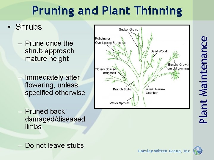 Pruning and Plant Thinning Plant Maintenance • Shrubs – Prune once the shrub approach Pruning and Plant Thinning Plant Maintenance • Shrubs – Prune once the shrub approach
