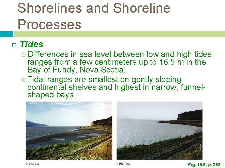 Shorelines and Shoreline Processes Tides Differences in sea level between low and high tides Shorelines and Shoreline Processes Tides Differences in sea level between low and high tides