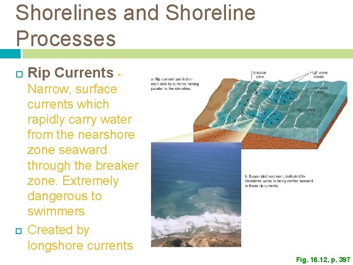 Shorelines and Shoreline Processes Rip Currents Narrow, surface currents which rapidly carry water from Shorelines and Shoreline Processes Rip Currents Narrow, surface currents which rapidly carry water from