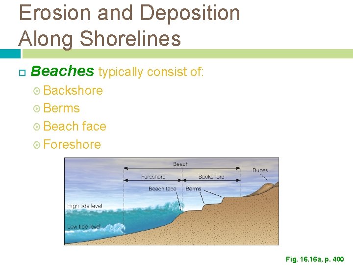 Erosion and Deposition Along Shorelines Beaches typically consist of: Backshore Berms Beach face Foreshore Erosion and Deposition Along Shorelines Beaches typically consist of: Backshore Berms Beach face Foreshore