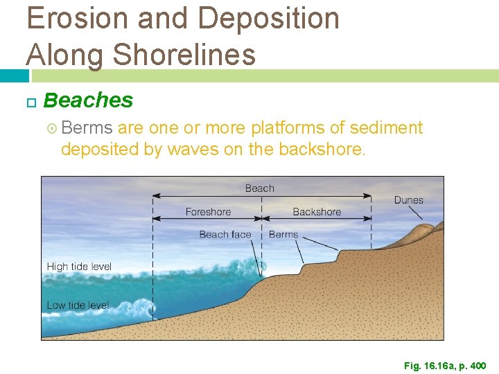 Erosion and Deposition Along Shorelines Beaches Berms are one or more platforms of sediment Erosion and Deposition Along Shorelines Beaches Berms are one or more platforms of sediment