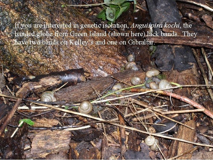 If you are interested in genetic isolation, Anguispira kochi, the banded globe from Green