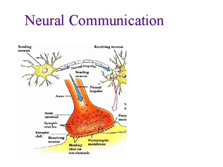 Neural Communication 