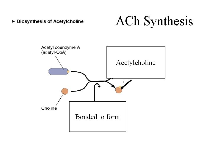 ACh Synthesis Acetylcholine Bonded to form 