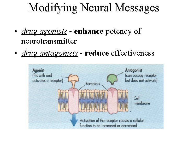 Modifying Neural Messages • drug agonists - enhance potency of neurotransmitter • drug antagonists