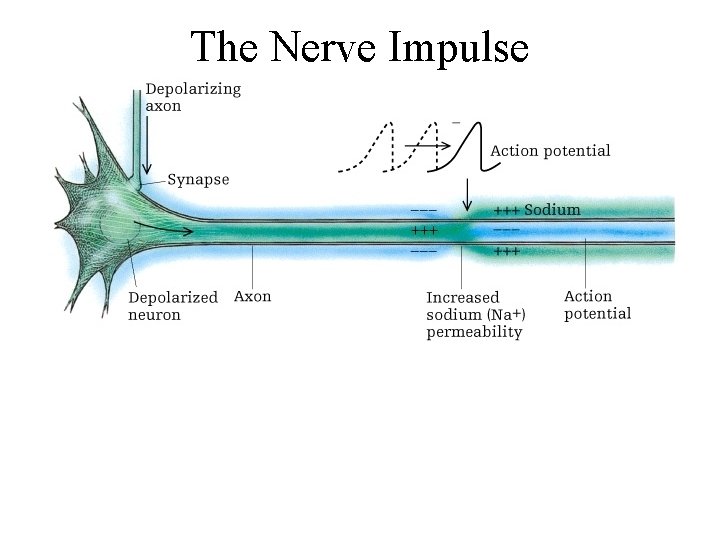 The Nerve Impulse 