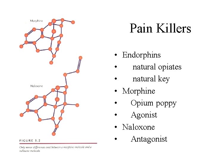 Pain Killers • Endorphins • natural opiates • natural key • Morphine • Opium