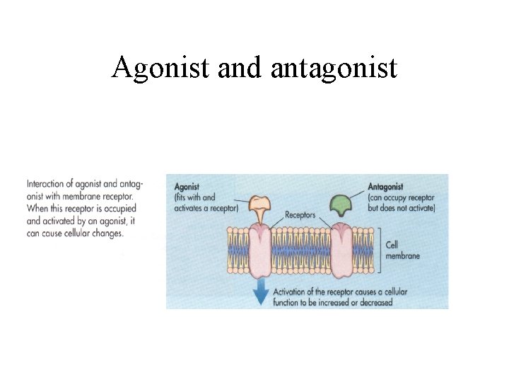 Agonist and antagonist 