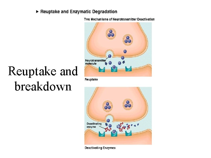 Reuptake and breakdown 