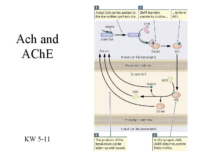 Ach and ACh. E KW 5 -11 