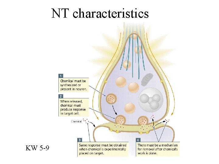 NT characteristics KW 5 -9 
