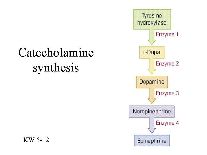 Catecholamine synthesis KW 5 -12 