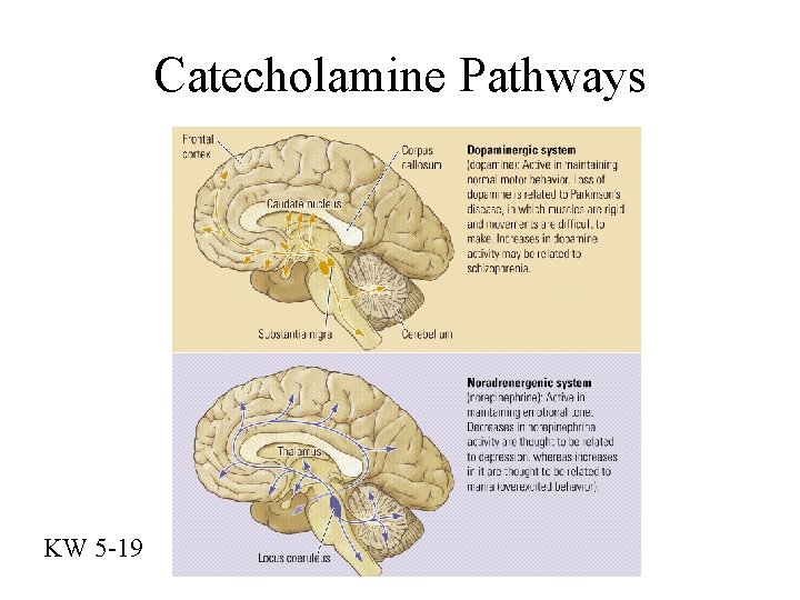 Catecholamine Pathways KW 5 -19 