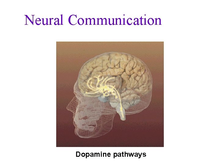Neural Communication Dopamine pathways 