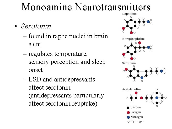 Monoamine Neurotransmitters • Serotonin – found in raphe nuclei in brain stem – regulates
