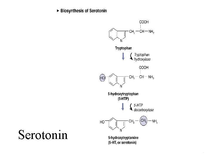 Serotonin 