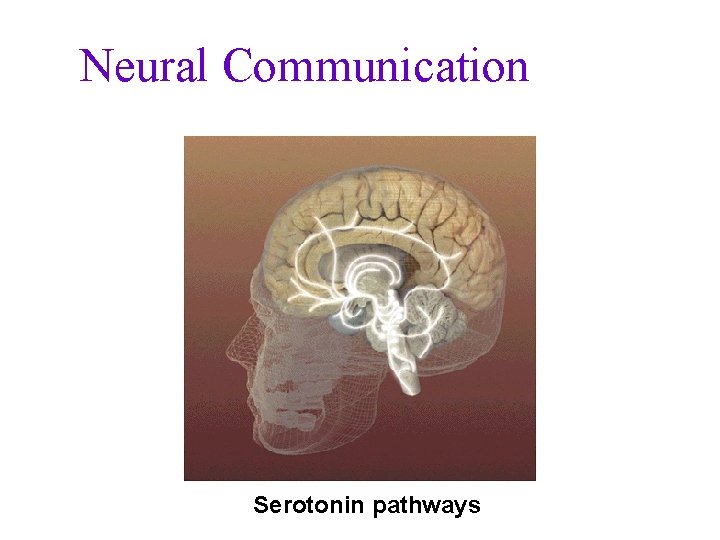 Neural Communication Serotonin pathways 