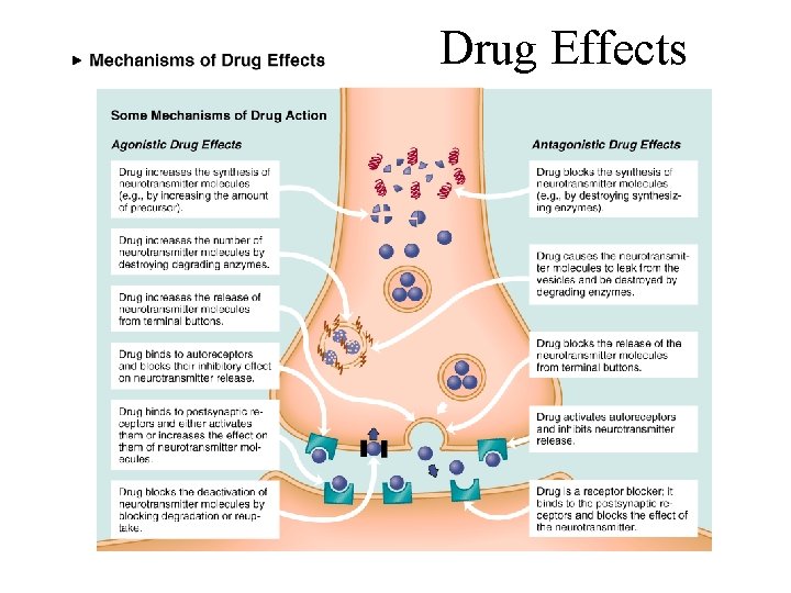 Drug Effects 