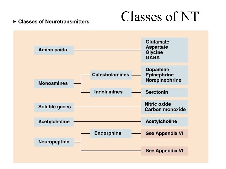 Classes of NT 