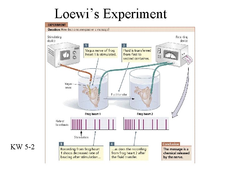 Loewi’s Experiment KW 5 -2 