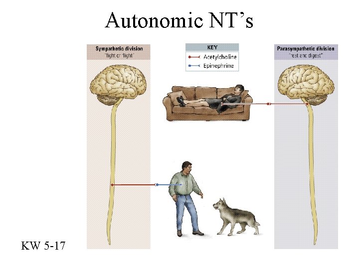 Autonomic NT’s KW 5 -17 
