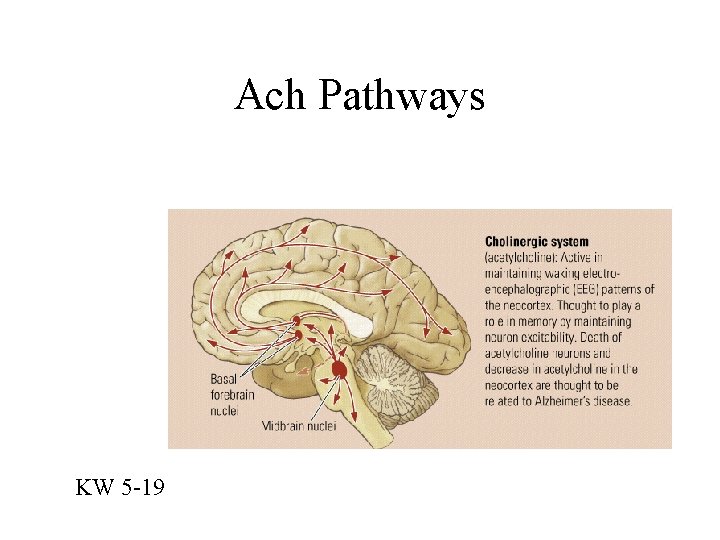 Ach Pathways KW 5 -19 