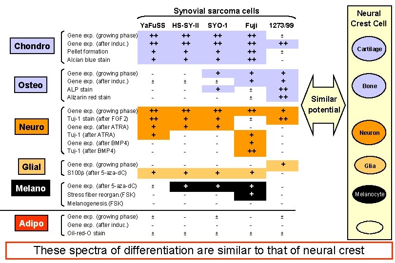 GeneExpression Pattern and Differentiation Potential of Synovial Sarcoma