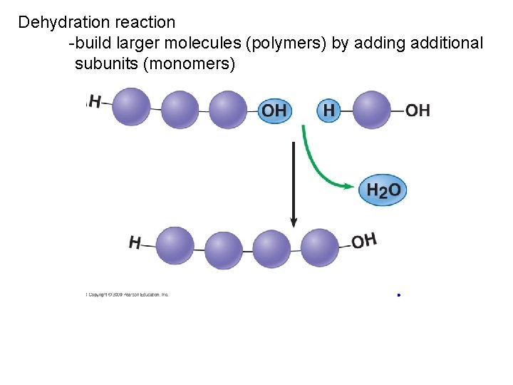 Dehydration reaction -build larger molecules (polymers) by adding additional subunits (monomers) 