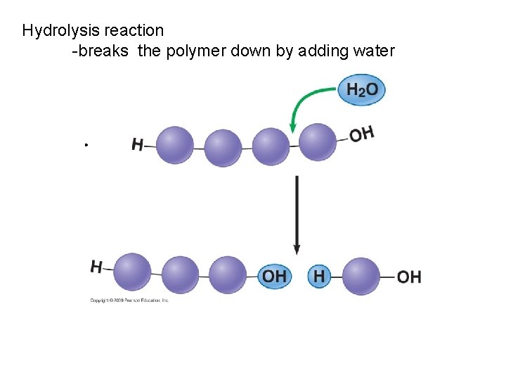 Hydrolysis reaction -breaks the polymer down by adding water 