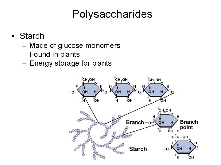 Polysaccharides • Starch – Made of glucose monomers – Found in plants – Energy