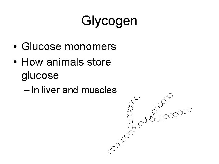 Glycogen • Glucose monomers • How animals store glucose – In liver and muscles