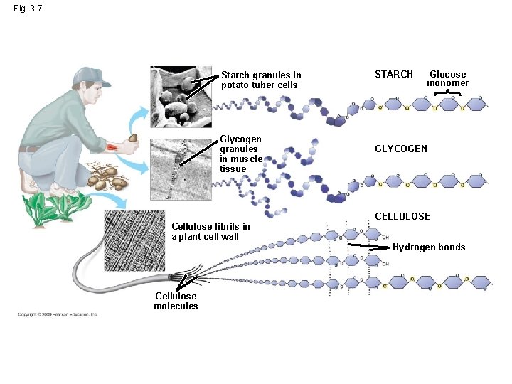 Fig. 3 -7 Starch granules in potato tuber cells Glycogen granules in muscle tissue