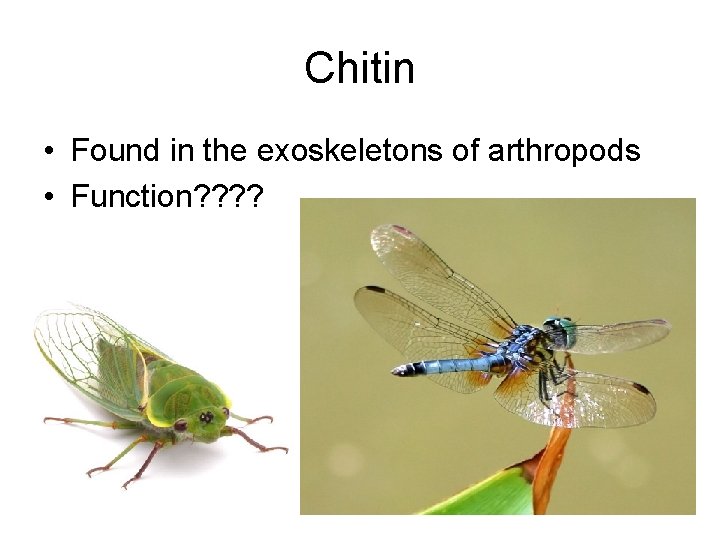 Chitin • Found in the exoskeletons of arthropods • Function? ? 