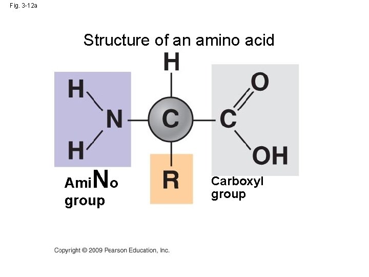 Fig. 3 -12 a Structure of an amino acid N Ami o group Carboxyl