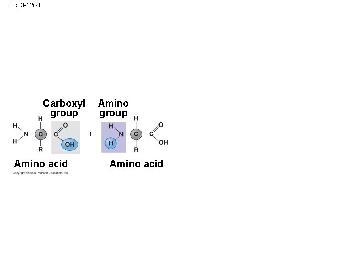 Fig. 3 -12 c-1 Carboxyl group Amino acid Amino group Amino acid 