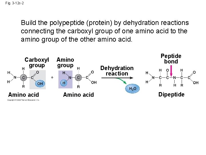 Fig. 3 -12 c-2 Build the polypeptide (protein) by dehydration reactions connecting the carboxyl