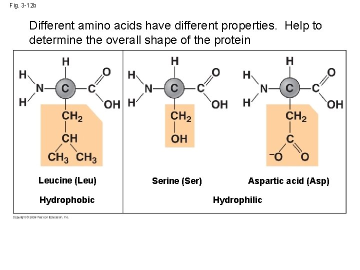 Fig. 3 -12 b Different amino acids have different properties. Help to determine the